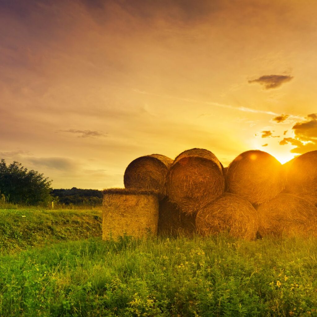 Lucerne Hay