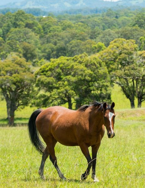 Horse supplies australia
