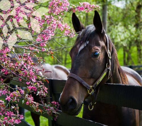 equine spring fever