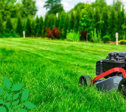 summer lawn maintenance