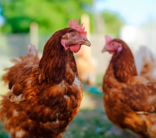 Chooks not laying