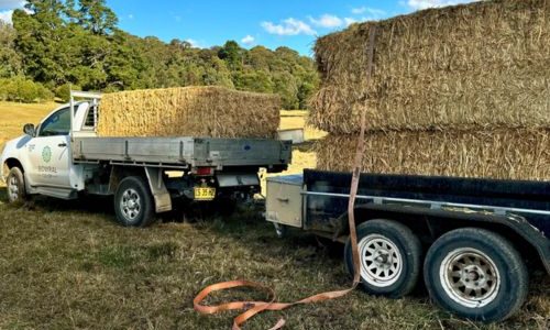 hay-web